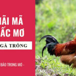 mơ thấy gà trống