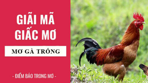 mơ thấy gà trống